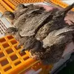 Pheasant Poults